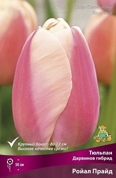 Тюльпан Ройал Прайд (Цена за 1 луковицу)