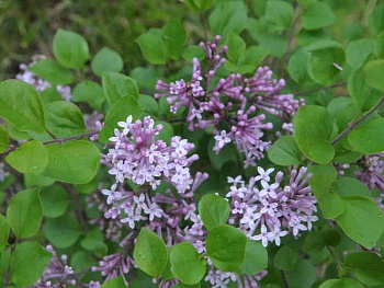 Сирень Мейера Палибин