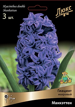 Гиацинт Махровый Манхэттен (Цена за 1 луковицу)