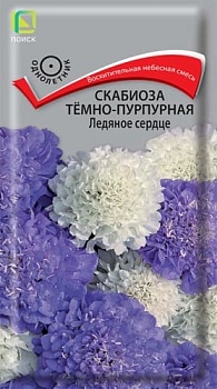 Скабиоза тёмно-пурпурная Ледяное сердце 10шт
