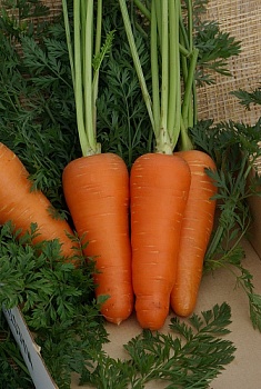 Морковь Шантенэ Роял (2гр) (бел.пакет) 