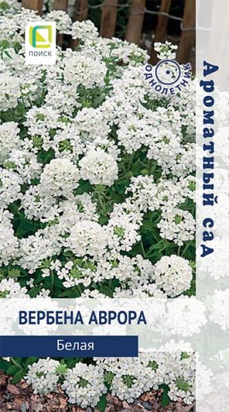 verbena_avrora_belaya