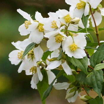 Жасмин садовый (Чубушник) Эректус