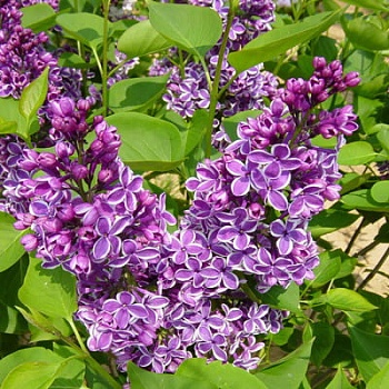 Сирень обыкновенная Сенсейшн