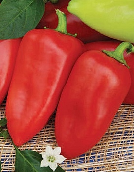 Перец сладкий Морозко 20шт 