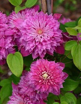 Клематис крупноцветковый Кайзер