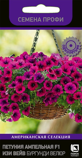 petunia_ampel_f1_easy_wave_burgundi_velur