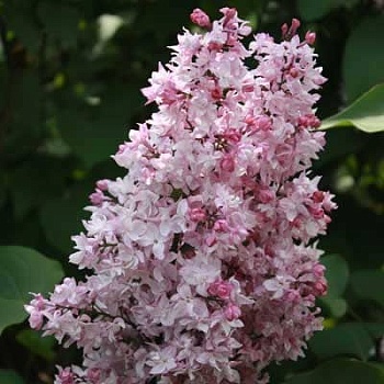 Сирень обыкновенная Олимпиада Колесникова