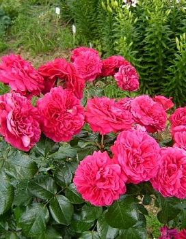 Роза флорибунда Ред Леонардо да Винчи.