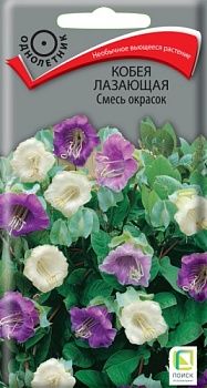 Кобея лазающая Смесь окрасок (5шт)