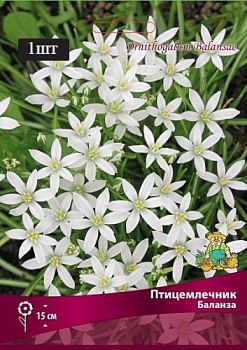 Птицемлечник Баланза