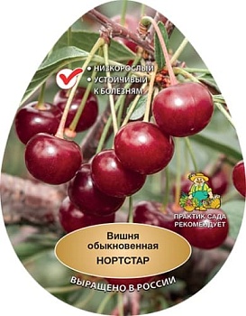 Вишня Нортстар (в агрономической сетке)