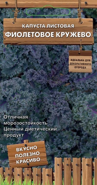 kapusta_list_fioletovoe_kruzhevo
