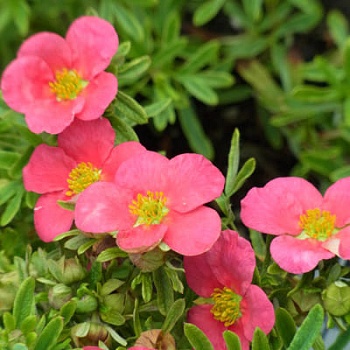 Лапчатка кустарниковая Беллисима