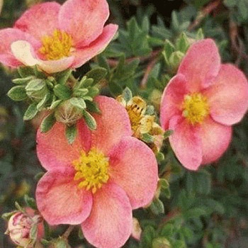 Лапчатка кустарниковая Гламур Гёл