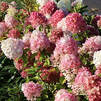 Гортензия метельчатая Граффити
