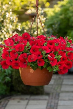 petuniya_ampelnaya_f1_shok_veyv_red_1 (1)
