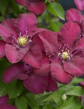 Клематис крупноцветковый Ян 3 Собеский