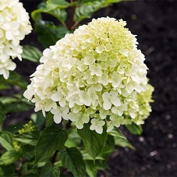 Гортензия метельчатая Роял флауэ