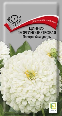 cinnia_georg_polyarny_medved