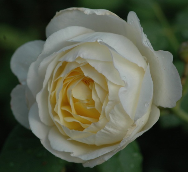 rosa_english_park_claire_austin