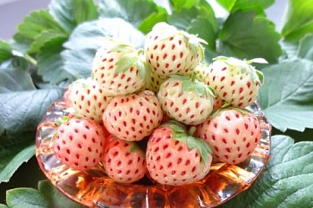 Клубника Пайнберри  Р9 