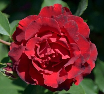 Роза чайно-гибридная Хоммаж Барбара