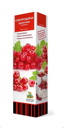 smorodina_krasnaya_3D
