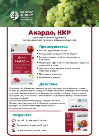 Akardo_litso (1) (1)