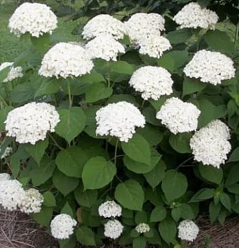 Гортензия древовидная Инкредибол