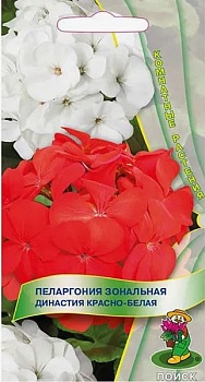 Пеларгония Династия Красно-белая 5шт