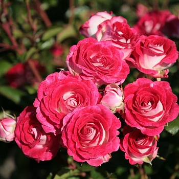 Роза флорибунда Шоне Кобленцерин