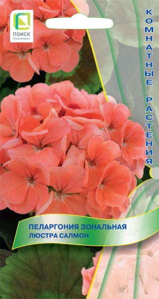 pelargonia_lustra_salmon (1)