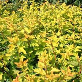 Пузыреплодник калинолистный Дартс Голд