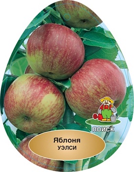 Яблоня Уэлси (в агрономической сетке)