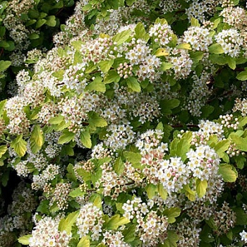 Пузыреплодник калинолистный Расберри Лимонад