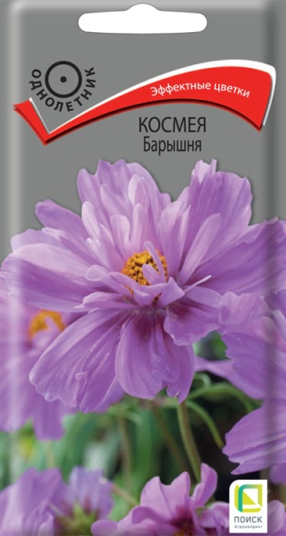 kosmeya_baryshnya (1)
