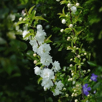 Сакура (Вишня декоративная) Альба Плена