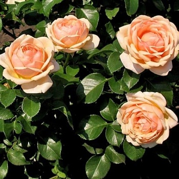 Роза флорибунда Йорс ин Континьюд Френдшип.