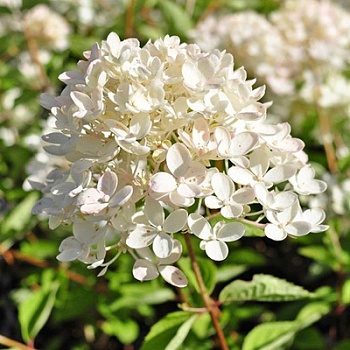 Гортензия метельчатая Бомбшелл