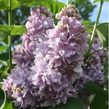 Сирень обыкновенная Александр Блок