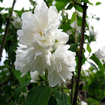 Жасмин садовый (Чубушник) Букет Бланк