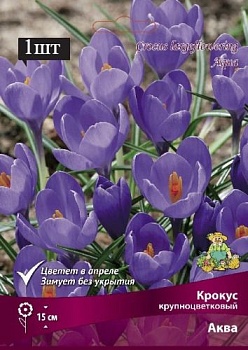 Крокус крупноцветковый Аква