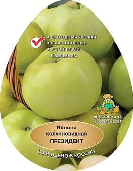 Яблоня колонновидная Президент (в агрономической сетке)