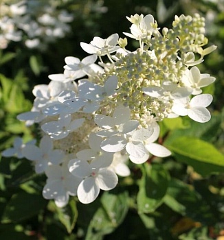 Гортензия метельчатая Вайт Леди