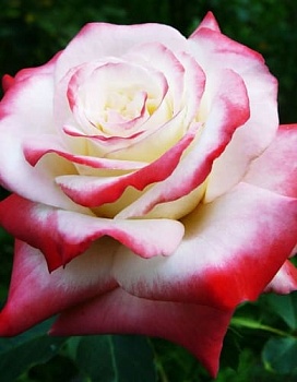 Роза чайно-гибридная Императрица Фара