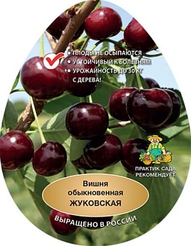 Вишня Жуковская (в агрономической сетке)