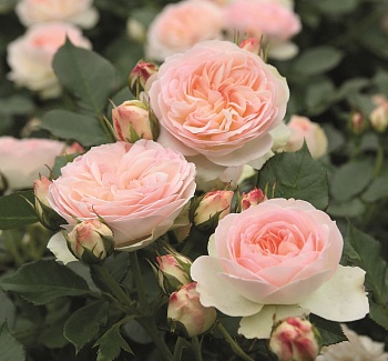 Роза флорибунда Пастелла