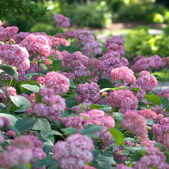 Гортензия древовидная Инвинсибел