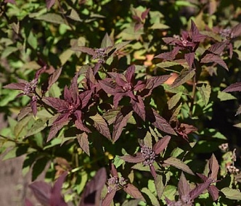 Спирея японская Мерло грин